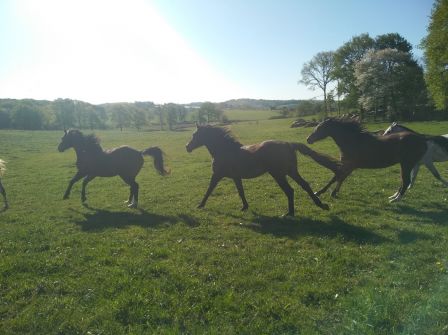 Elevage chevaux (87) 